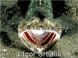 "Big jaws" ... 40 mm :-)), Canarian Islands by Igor Grbalik 
